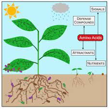 Miraculan 100 ml With Organic Dap 300 with Free Gloves